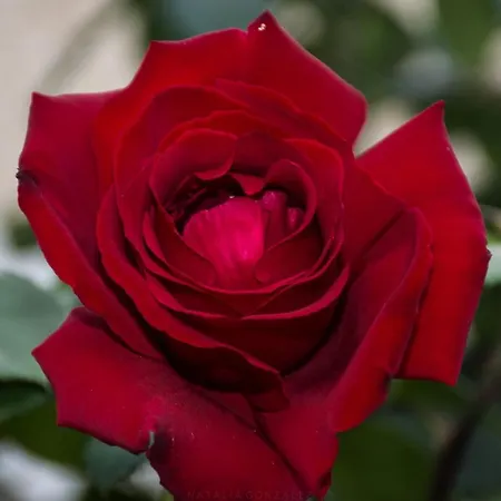 Ferienhaus Casa El Pino Vilaflor