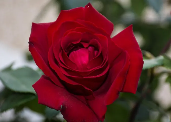 Hébergement de vacances Casa El Pino Vilaflor